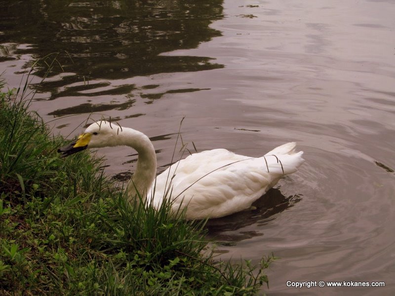 Whooper Swan